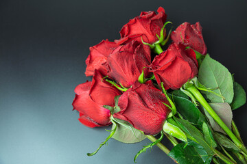 A bouquet of red roses, on a dark background. Close-up of dew drops on petals. Close-up In the concept of congratulations on the holiday, anniversary, birthday there is a place for the text 