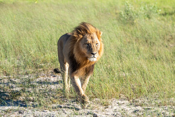 Beautiful Lion Caesar in the golden grass of Masai Mara, Kenya