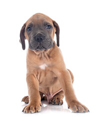 puppy cane corso