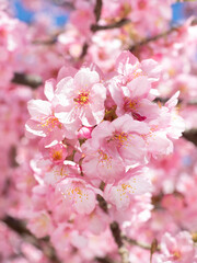 満開のサクラの花