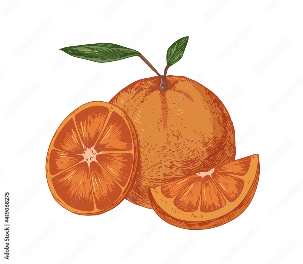 Poster fresh whole orange with slice and segment of fruit. ripe juicy citrus with leaves. hand-drawn colore