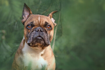 Portrait of fawn French Bulldog dog between blurry pine trees