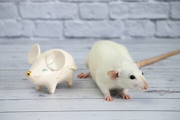 A decorative funny white cute rat stands next to a porcelain figurine in the shape of a rat with a golden nose.