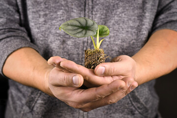 Small tropical 'Alocasia Baginda Silver Dragon' houseplant in soil being held by large male hands