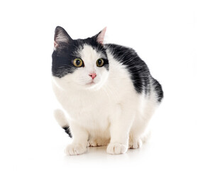 Fototapeta premium feral cat in studio