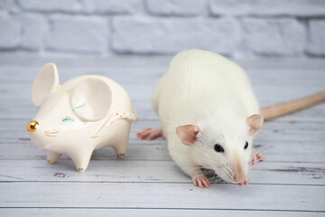 A decorative funny white cute rat stands next to a porcelain figurine in the shape of a rat with a golden nose.