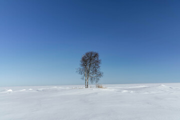 Lonely tree in the snowy steppe against the blue sky.