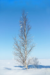 Lonely tree in the snowy steppe against the blue sky.