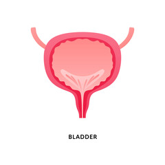 Human organ collection. Vector flat modern anatomical icon color illustration. Red bladder isolated on white background. Health care medical sign. Design element for urology.