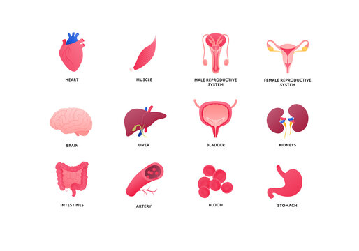 Human organ icon collection. Vector flat color anatomical illustration. Nervous, cardivascular system, reproductive, digestive, internal organs. Design element for medicine, biology, education.