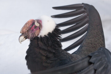 Condor from the side, close-up against a background of snow, with spread wings - 419070625