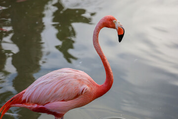 Fototapeta premium View of a colorful American flamingo in the water.