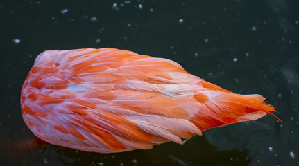 Top view of a flamingo with its head underwater looking for food.