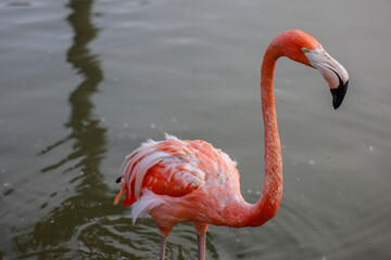 A pink flamingo in the water, in California.