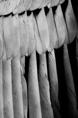 Feathers on the wings of the andean condor black