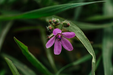 Fototapeta na wymiar Small beautiful purple flower with long thin green leaves