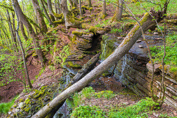 Waterfall at a rock with a fallen tree in the woodland