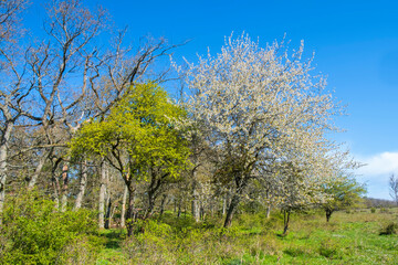 Flowering fruit trees a sunny spring day