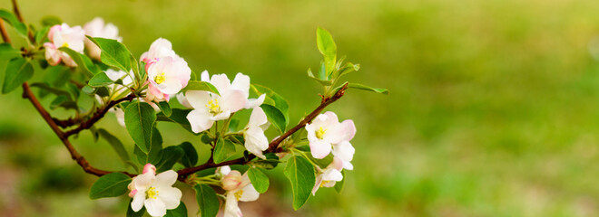 panoramic view of wild apple flower on colorful bokeh background. white flowers on green background	
