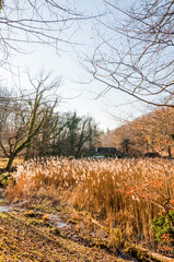 Arlesheim, Ermitage, See, Schilf, Wanderweg, Wald, Frühling, Winter, Abendsonne, Abendstimmung,...
