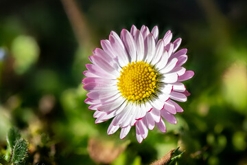 Portrait of a single red white daisy in the grass