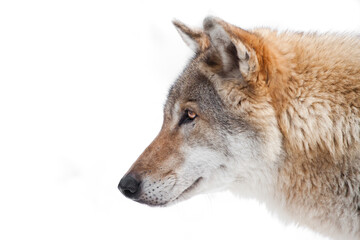 Big Morda Gray Red Wolf In Profile On White Snowy Background