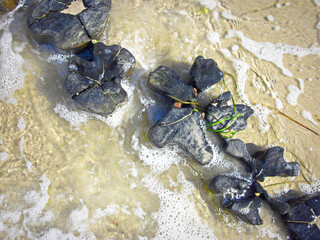 Buhnen als Küstenschutz an der Ostseeküste