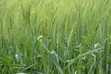 bunch the ripe green wheat stitch growing in the farm.