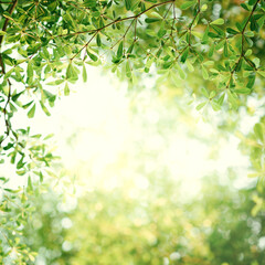 Spring background, Fresh green tree leaves on blurred background.