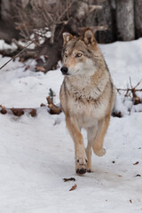 Obraz premium Wolf beautiful and cheerful proud standing with raised ears in the snow in the winter forest