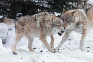 Obraz premium The female of the gray wolf is fun playing with the male wolf during the marriage games