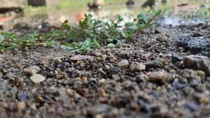 moss on the ground