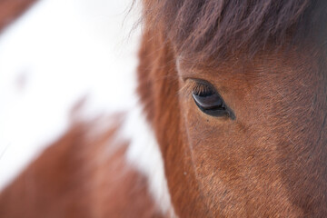 Uminifying view of red horse, eye  under bangs
