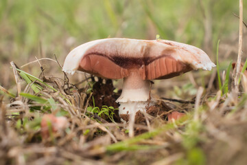Lone mushroom in a field near the Palatinate Forest of Germany on a fall day.