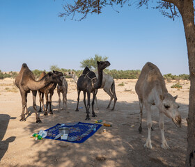 Camel farm at the tuwaiq mountains near Riyadh, Saudi Arabia