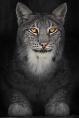 Naklejka na ściany i meble Lynx cat in the dark with orange glowing eyes, discolored photo on black