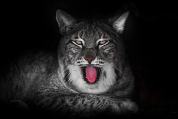 Big lazy cat lynx yawning in the night with a red mouth