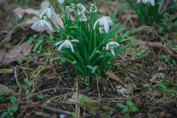 snowdrops bloom, early spring flowers bloom, close-up white snowdrops in the park, green leaves and early snowdrops, plants wake up after winter, selective focus on flowers