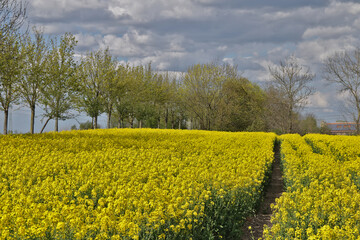 Landschaft mit blühendem Raps