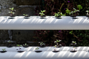 hydroponic farming