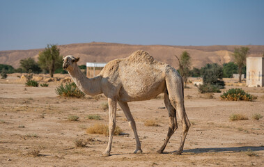 Camel farm at the tuwaiq mountains near Riyadh, Saudi Arabia