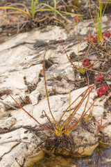 Close up of  a single plant of the Sundew Drosera spiralis in natural habitat close to Botumirim in Minas Gerais, Brazil