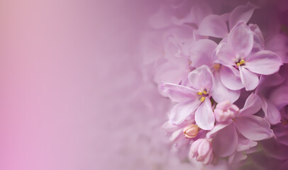 Naklejka na ściany i meble Abstract soft focus floral background, spring lilac violet flowers,