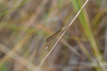 Close up of a Dragon Fly sitting on a blade of grass close to Botumirim in MInas Gerais, Brazil