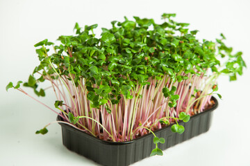 Growing sprouted seeds, microgreens. Healthy lifestyle. Green sprouts in a block of soil.
