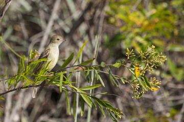 Lesser Elaenia (Elaenia chiriquesis) sitting in a tree close to Botumirim in Minas Gerais, Brazil