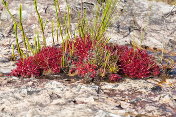 Some Drosera graomogolensis growing on a stony river bed close to Botumirim in Minas Gerais, Brazil