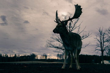 Naklejka premium deer in the dark