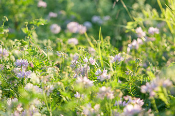 Beautiful green grass and flowers on field at summer day at sunlight. Green meadow fresh springtime landscape, nobody, tranquil scene