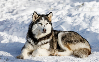 Portrait of a Siberian husky, friendship forever. Pet. Husky